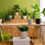 Les meilleures plantes d'intérieur pour purifier l'air et favoriser la détente