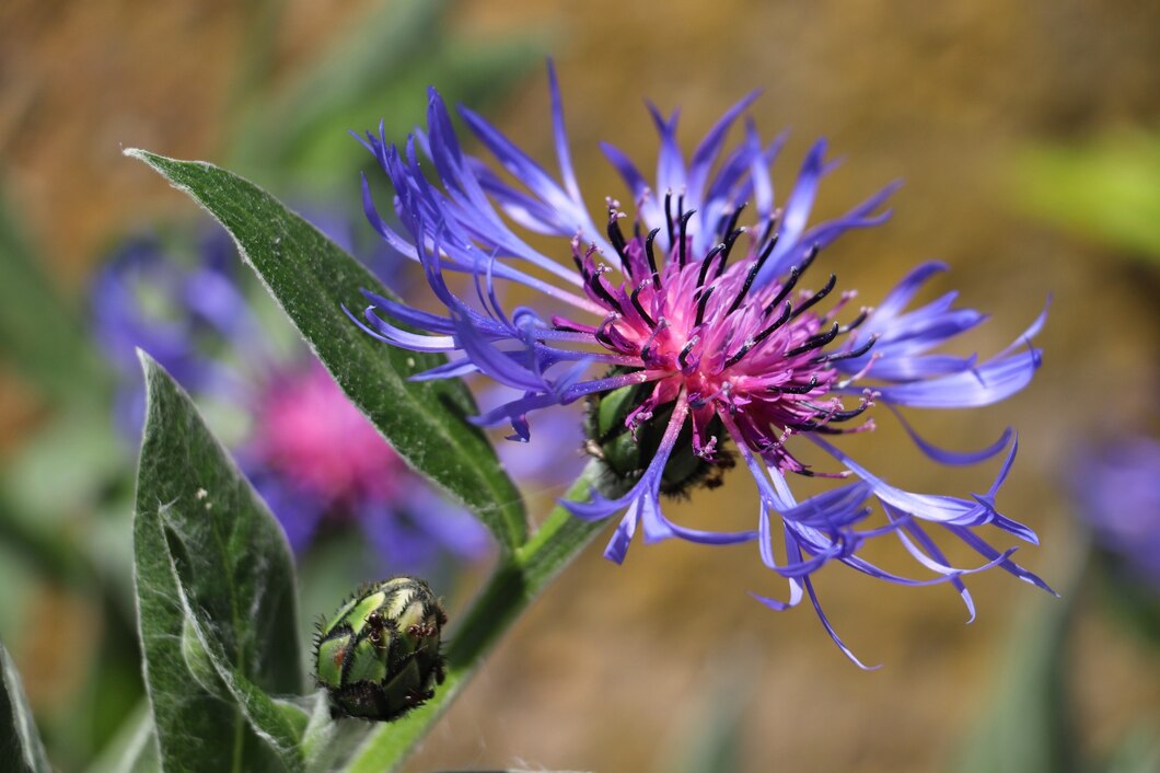 1. Présentation du Bleuet Le Bleuet (Centaurea cyanus), aussi appelé Bleuet des champs ou Fleur de Zacharie, est une plante herbacée appartenant à la famille des Astéracées. Réputé pour ses propriétés apaisantes et anti-inflammatoires, il est traditionnellement utilisé en phytothérapie pour le soin des yeux fatigués, des peaux sensibles et des problèmes digestifs. 2. Origine et habitat Le Bleuet est originaire d’Europe et d’Asie occidentale. Autrefois très répandu dans les champs de céréales, il a vu sa population décliner avec l’usage des pesticides. Aujourd’hui, il est principalement cultivé pour ses vertus médicinales et cosmétiques. Cette plante pousse à l’état sauvage dans les prairies, les champs et les terrains sablonneux. Elle se distingue par ses fleurs bleu vif, qui attirent les pollinisateurs et sont utilisées aussi bien en infusion qu’en macérât huileux ou en complément alimentaire. 3. Composition et principes actifs Le Bleuet est riche en composés bioactifs qui lui confèrent ses propriétés thérapeutiques : Flavonoïdes (quercétine, anthocyanes) : puissants antioxydants qui protègent les cellules du stress oxydatif. Tannins : aux vertus astringentes et décongestionnantes. Acides phénoliques : anti-inflammatoires naturels. Mucilages : hydratants et apaisants pour la peau et les muqueuses. 4. Bienfaits et propriétés 🌿 Santé oculaire Soulage les yeux fatigués et irrités (écrans, pollution, allergènes). Apaise la conjonctivite et les irritations oculaires. Réduit les poches et cernes sous les yeux. 🌿 Soin de la peau Apaise les peaux sensibles sujettes aux rougeurs et aux irritations. Favorise la cicatrisation des petites plaies et brûlures légères. Hydrate et tonifie l’épiderme grâce à ses mucilages. 🌿 Détoxifiant et digestion Stimule l’élimination des toxines et soutient le foie. Aide à soulager les troubles digestifs mineurs (ballonnements, digestion lente). 🌿 Action anti-inflammatoire Soulage les inflammations légères de la bouche et des gencives. Apporte un effet décongestionnant sur les muscles fatigués. 5. Utilisation en complément alimentaire Le Bleuet se trouve sous différentes formes : Eau florale (hydrolat) : appliquée sur les yeux et la peau. Infusion de fleurs séchées : pour une action interne. Macérât huileux : utilisé en cosmétique. Gélules d’extrait sec : pour un effet concentré sur la santé oculaire et digestive. Dosage recommandé Infusion : 1 à 2 cuillères à café de fleurs séchées pour 250 ml d’eau, 2 fois par jour. Eau florale : en compresse sur les yeux 5 à 10 minutes matin et soir. Gélules : suivre les indications du fabricant (généralement 300 à 500 mg/jour). 6. Précautions d’emploi et contre-indications Bien toléré, mais à éviter en cas d’allergie aux Astéracées (camomille, arnica…). Pas d’effet secondaire notable aux doses recommandées. Déconseillé aux femmes enceintes et allaitantes sans avis médical. 7. Associations suggérées Pour les yeux fatigués : Camomille, Euphraise. Pour la peau sensible : Rose de Damas, Aloe Vera. Pour la digestion : Fenouil, Mélisse. 8. Sources et références scientifiques INSERM – Études sur les plantes médicinales et les flavonoïdes : www.inserm.fr ANSES – Usage des hydrolats et extraits de plantes en phytothérapie : www.anses.fr