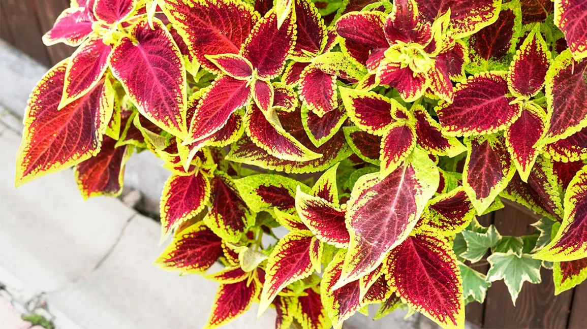 Coleus forskohlii