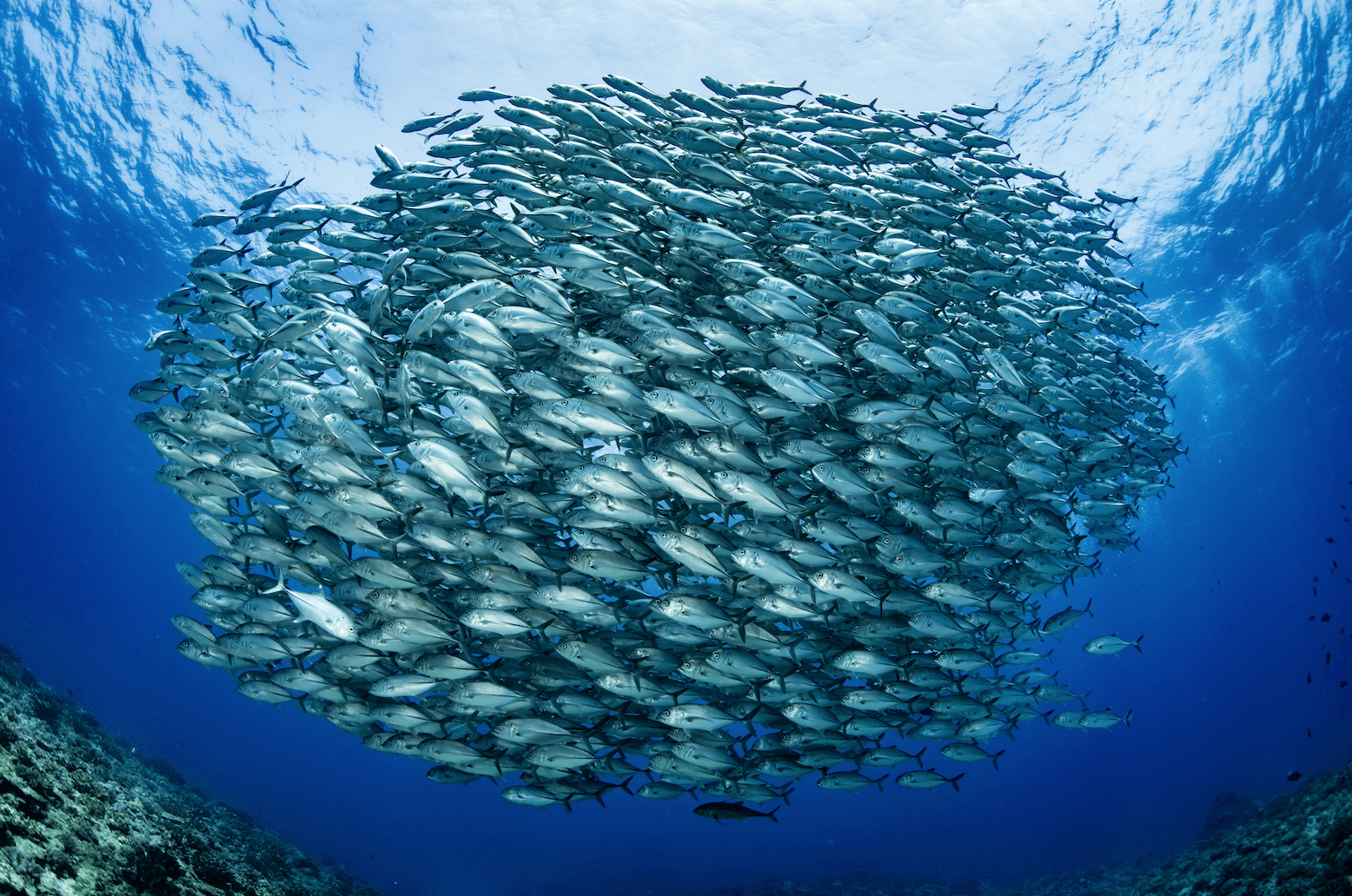 Collagène marin