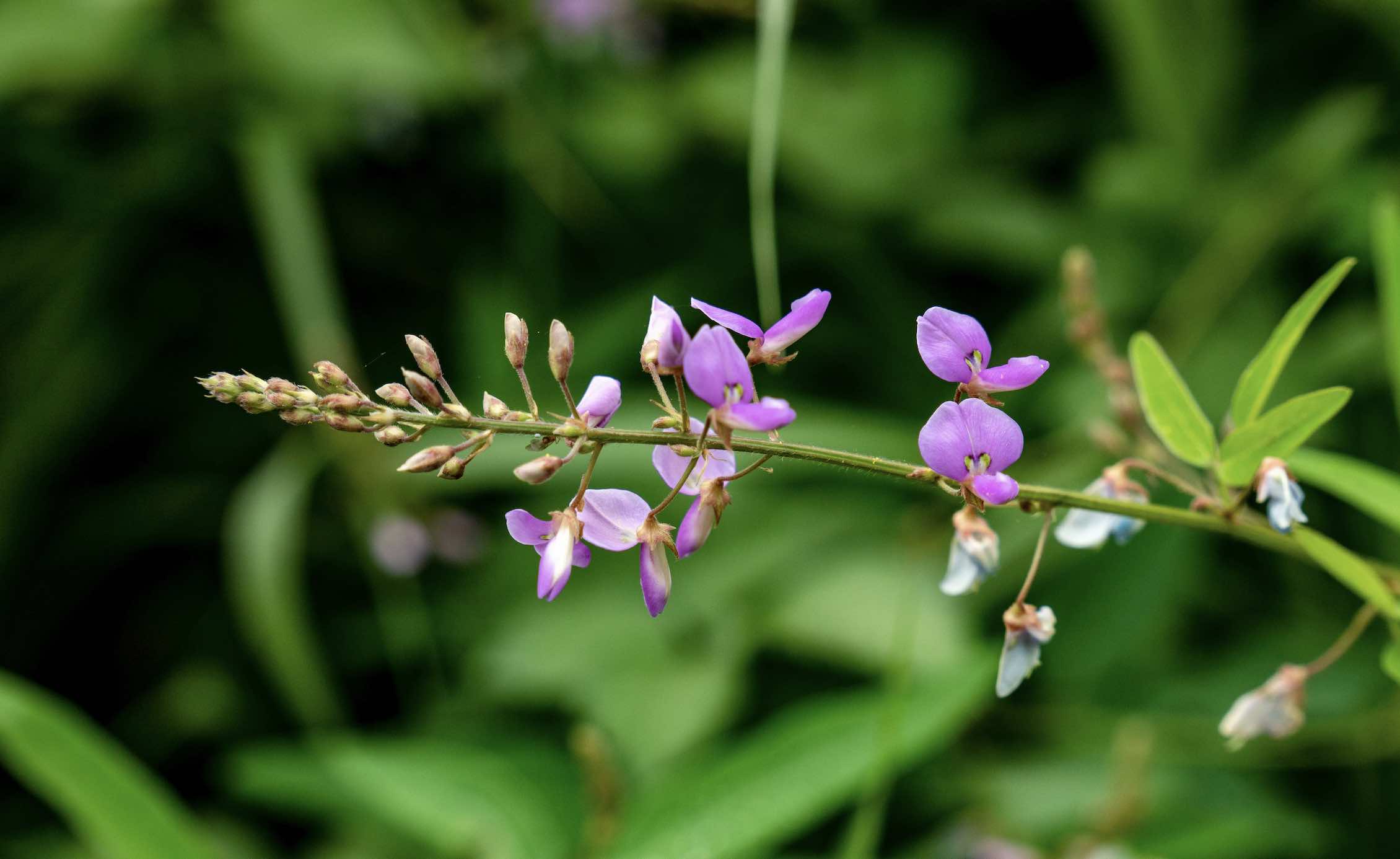 Desmodium