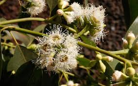 Eucalyptus citronne Guide Plantes et Actifs