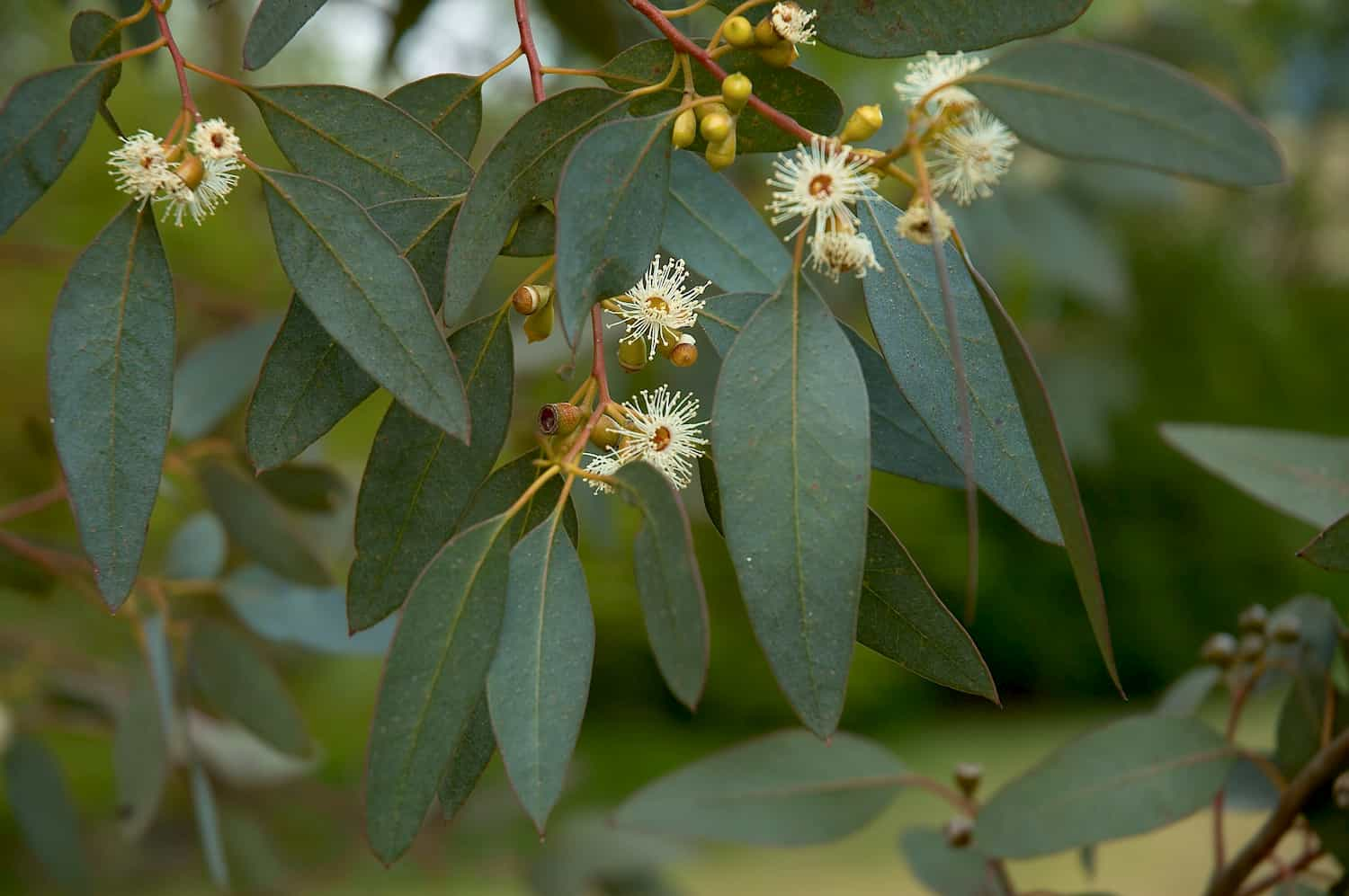 Eucalyptus radiata Guide Plantes et Actifs