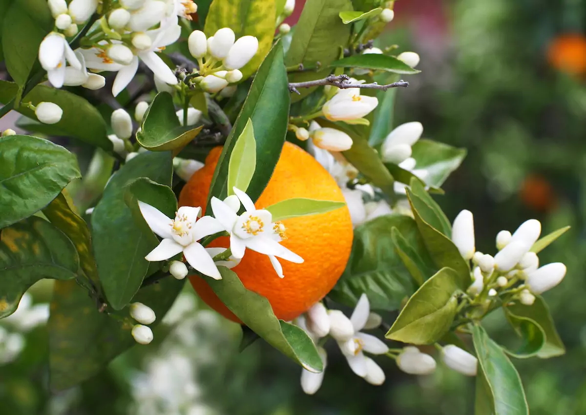 Fleur d'oranger (bigaradier) : Bienfaits, origine, utilisation en complément alimentaire