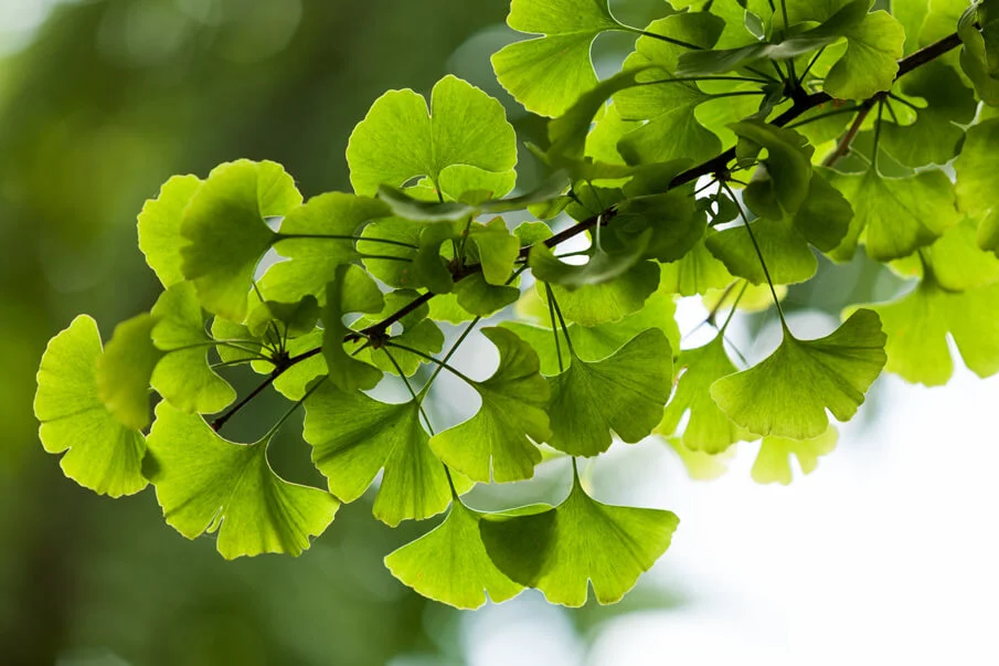 Ginkgo Biloba Guide Plantes et Actifs