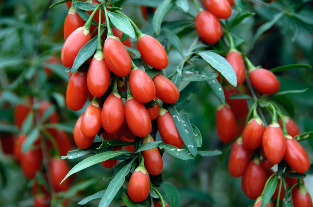 Goji Guide Plantes et Actifs