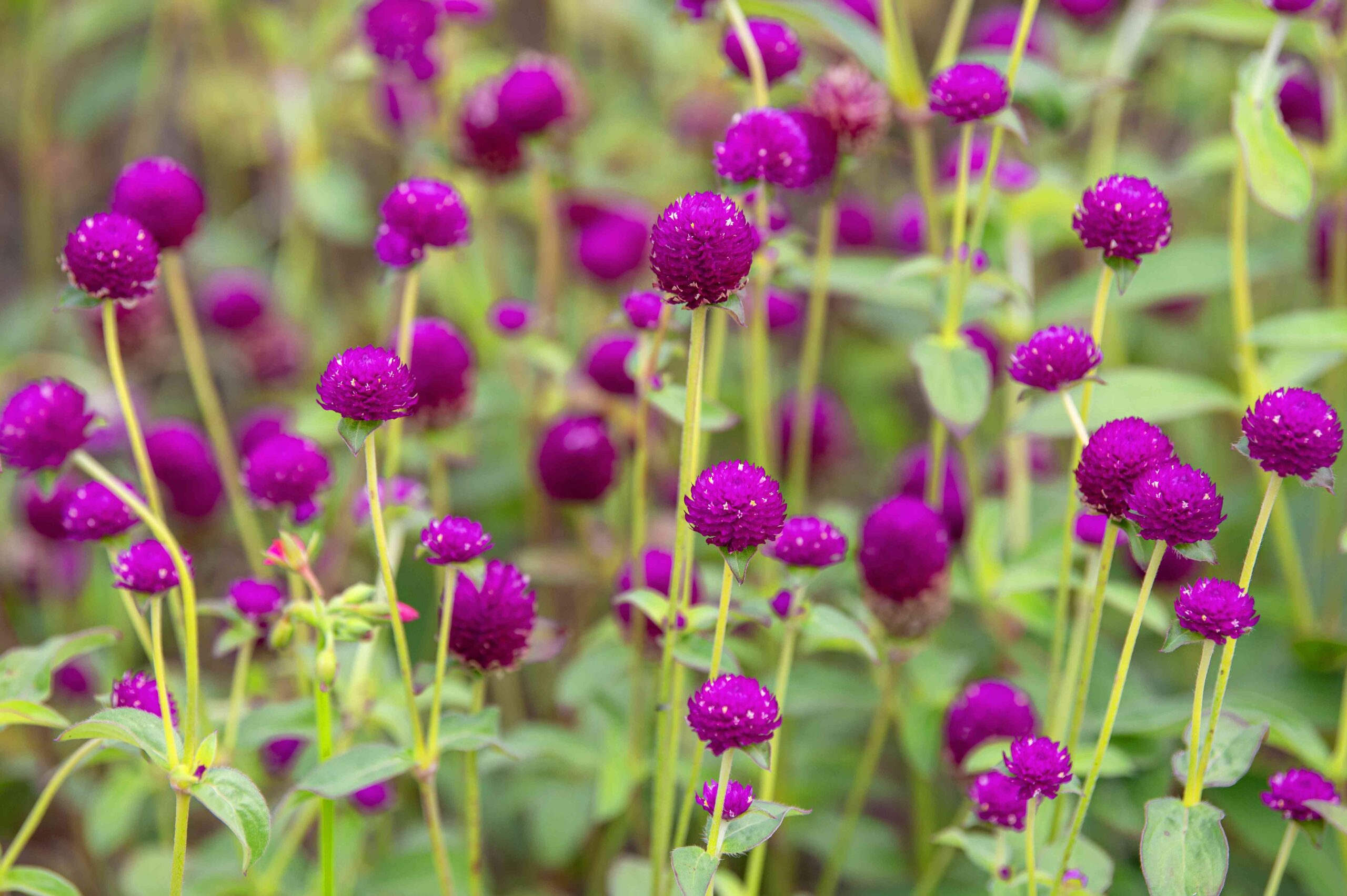 Gomphrena scaled Guide Plantes et Actifs