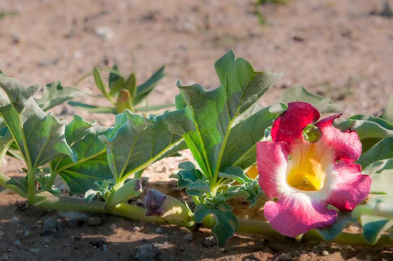 Harpagophytum Harpagophytum : Bienfaits, origine, utilisation en complément alimentaire