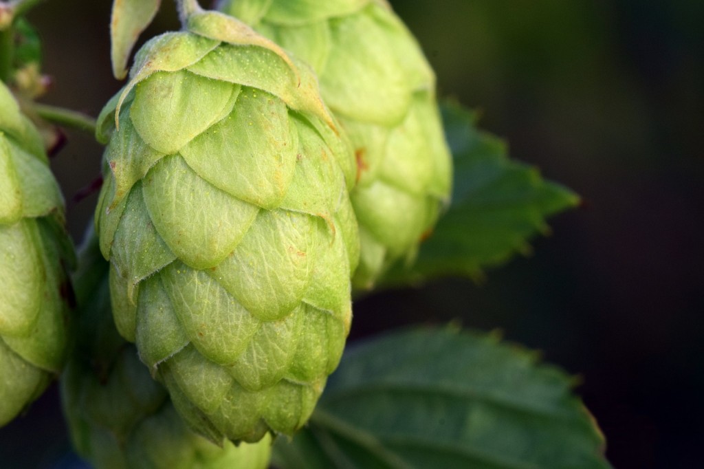 Houblon Houblon : Bienfaits, origine, utilisation en complément alimentaire