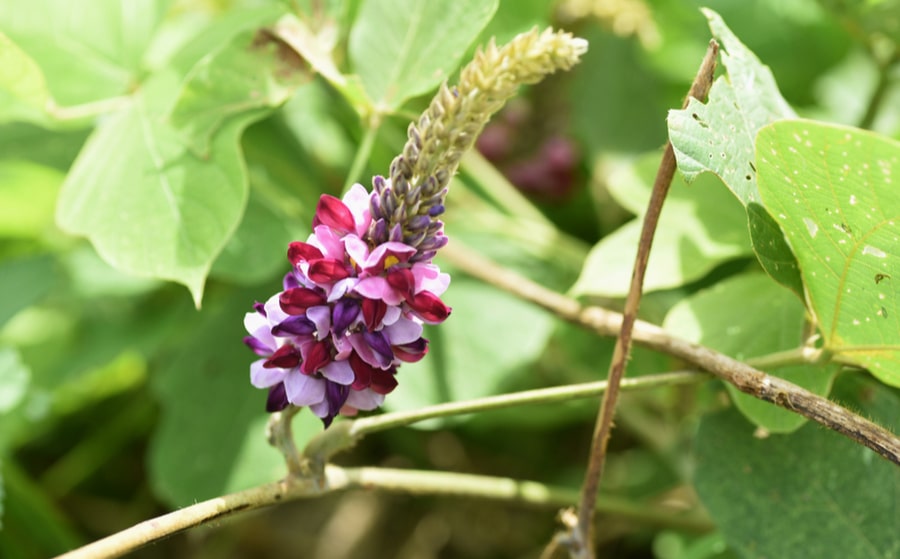 Kudzu Guide Plantes et Actifs