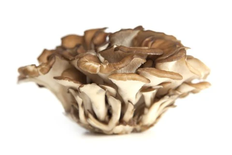 Maitake Guide Plantes et Actifs