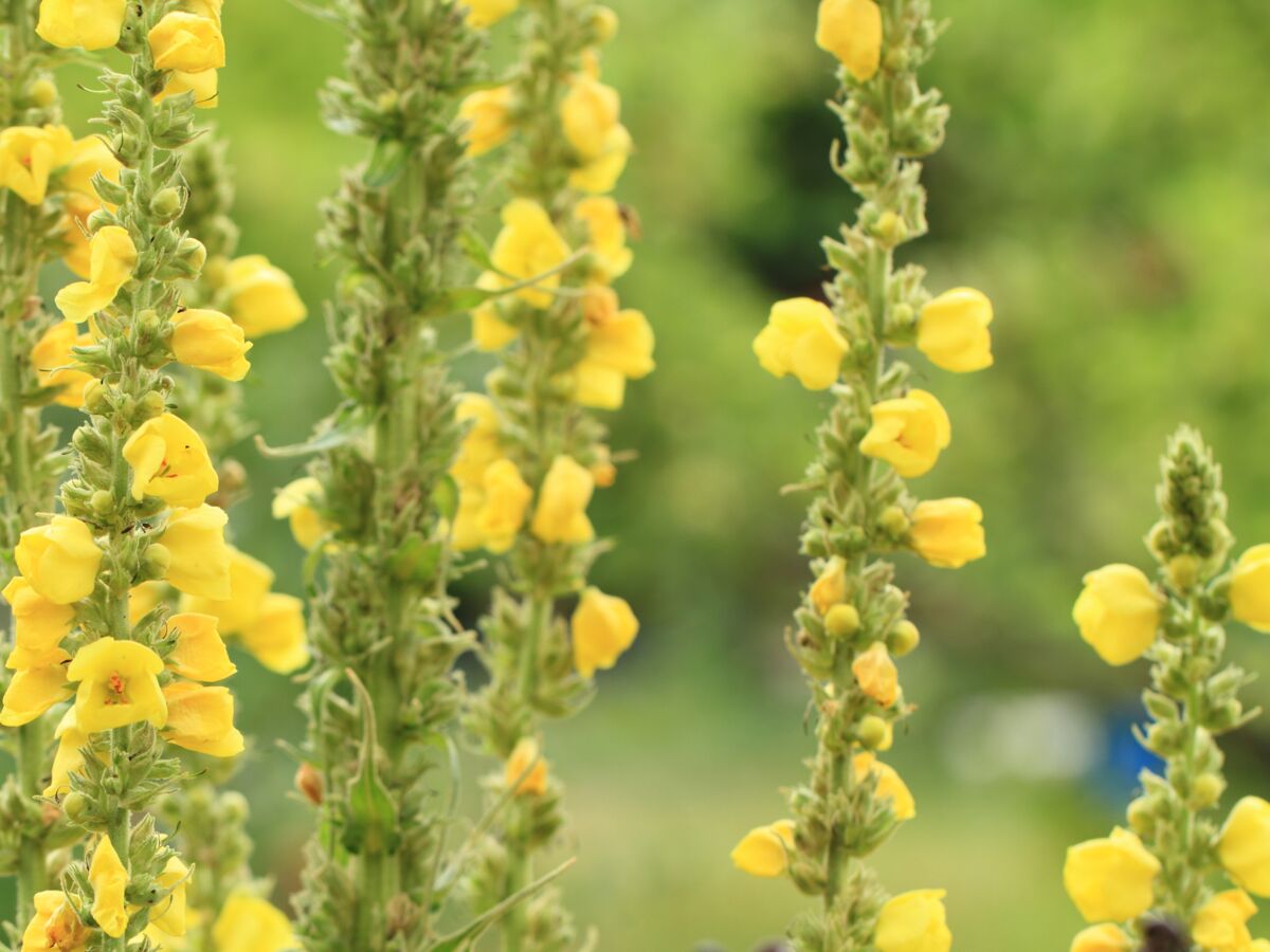 Bouillon blanc : Bienfaits, origine, utilisation en complément alimentaire