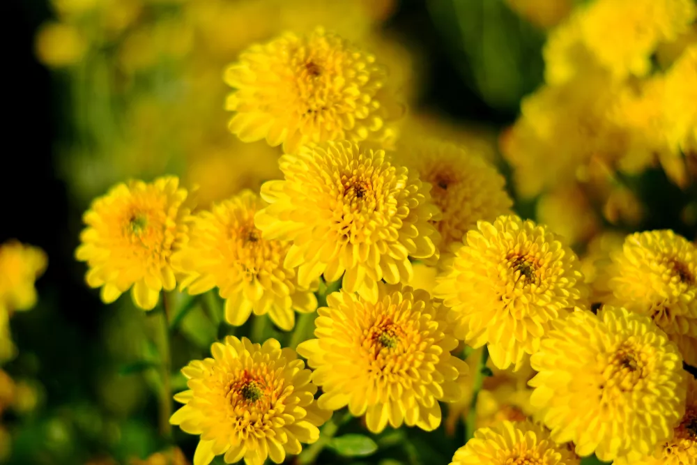 chrysanthellum