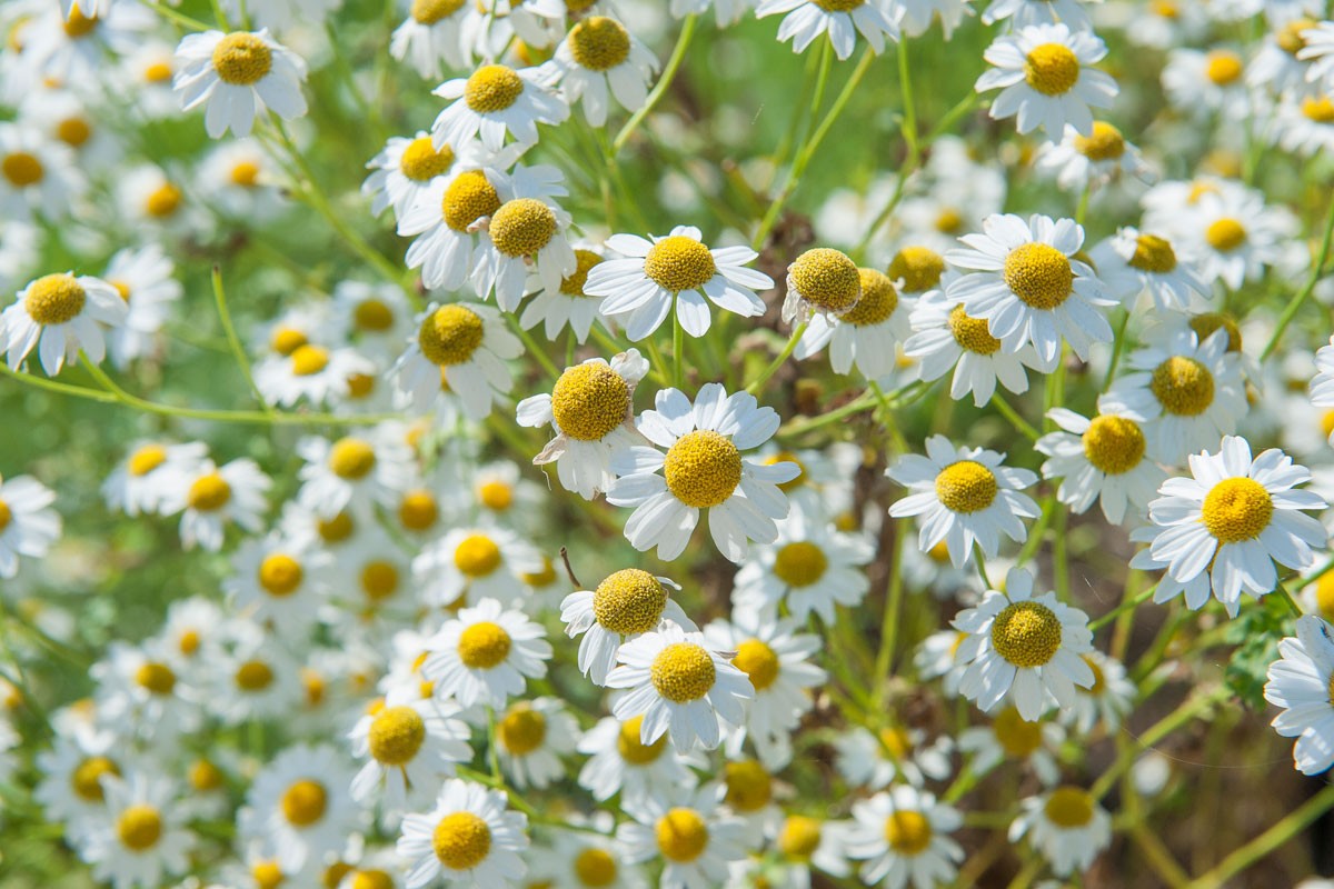 grande camomille Guide Plantes et Actifs