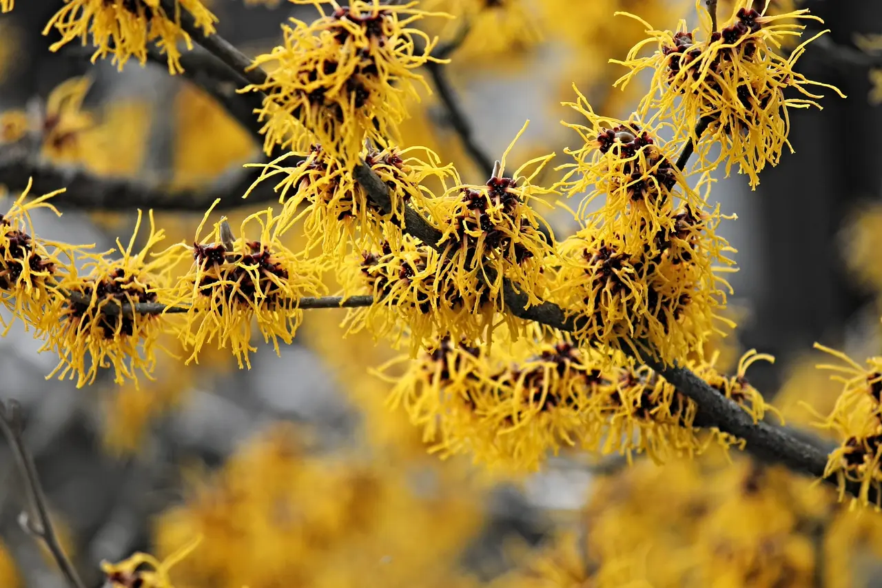 hamamelis Hamamélis : Bienfaits, origine, utilisation en complément alimentaire