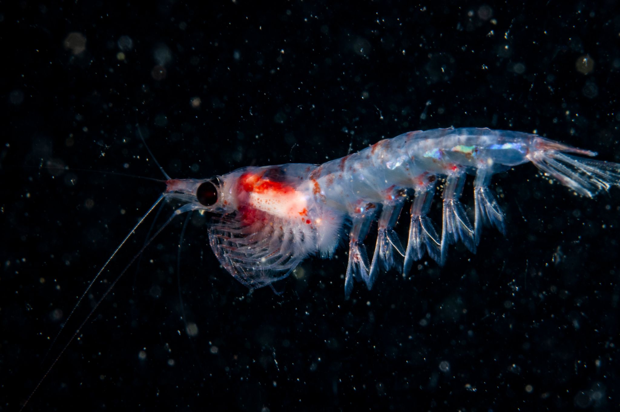 krill Guide Plantes et Actifs