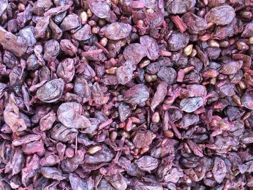 marc de raisin Marc de raisin : Bienfaits, origine, utilisation en complément alimentaire